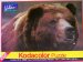 Kodacolor Nature Series Grizzly Bear 1000 Piece Puzzle - from Rose Art